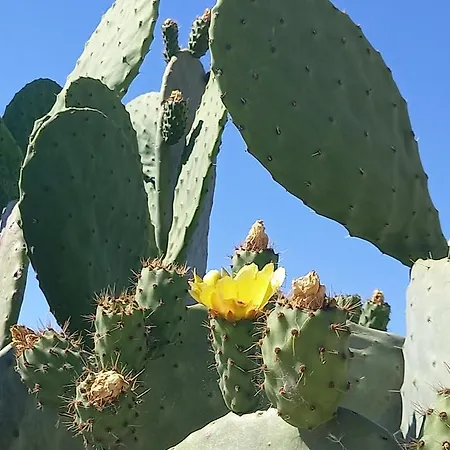 Apartment Meerblick-ferienhaus Casa Gino Apulien San Pietro in Bevagna